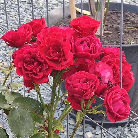 Casa Dobrogea Privatunterkunft Jupiter