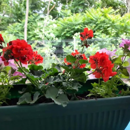 Casa Dobrogea Kwatera prywatna Jupiter