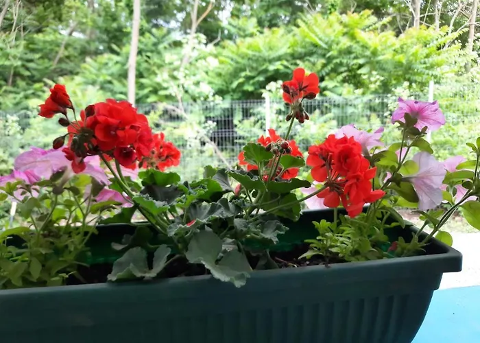 Casa Dobrogea ホームステイ ジュピテル