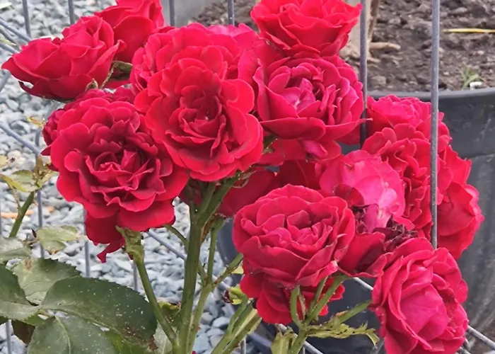 Casa Dobrogea ホームステイ ジュピテル